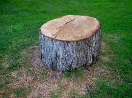 Best Tree Removal  in West Modesto, CA