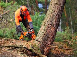 Best Tree Risk Assessment  in West Modesto, CA