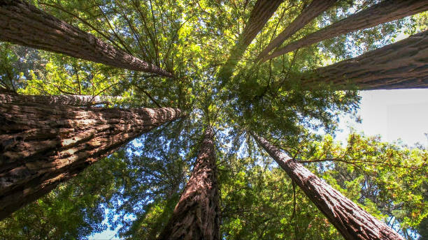 Best Hazardous Tree Removal  in West Modesto, CA