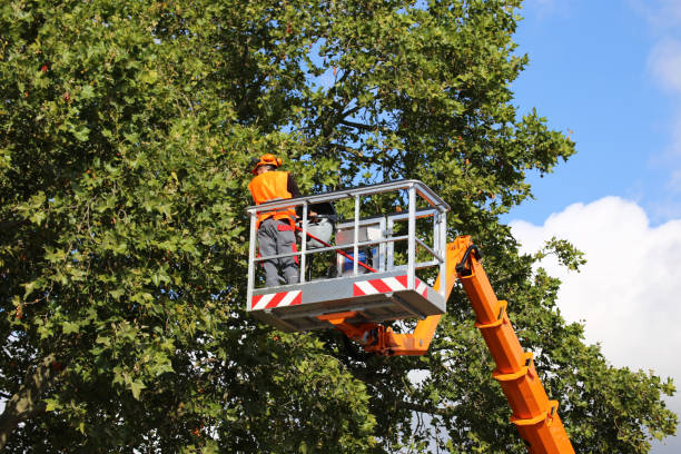 How Our Tree Care Process Works  in  West Modesto, CA