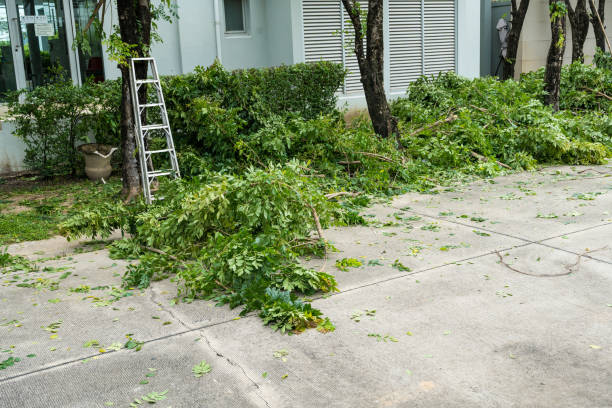 Best Tree Disease Treatment  in West Modesto, CA